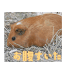 動物園の仲間たち(モルモット)（個別スタンプ：40）