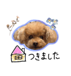 ゴールデンレトリバー/トイプードル/チワワ（個別スタンプ：16）
