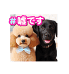 癒し犬プードルはっぴーと可愛い仲間たち（個別スタンプ：25）