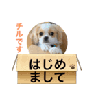 chillペキキャバ（ペキニーズキャバリア）（個別スタンプ：2）