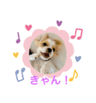 chillペキキャバ（ペキニーズキャバリア）（個別スタンプ：4）