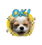 chillペキキャバ（ペキニーズキャバリア）（個別スタンプ：5）