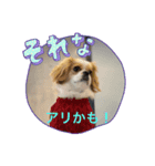 chillペキキャバ（ペキニーズキャバリア）（個別スタンプ：6）