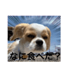 chillペキキャバ（ペキニーズキャバリア）（個別スタンプ：7）