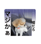 chillペキキャバ（ペキニーズキャバリア）（個別スタンプ：8）