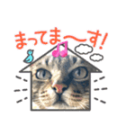 我が家の猫 末っ子です。（個別スタンプ：1）