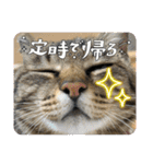 我が家の猫 末っ子です。（個別スタンプ：15）