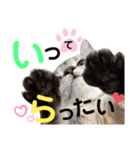 ねこの銀次くん5（個別スタンプ：2）