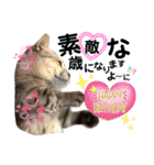 ねこの銀次くん5（個別スタンプ：4）