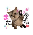ねこの銀次くん5（個別スタンプ：5）