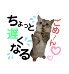 ねこの銀次くん5（個別スタンプ：6）
