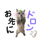 ねこの銀次くん5（個別スタンプ：8）