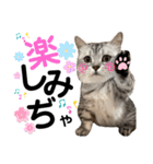 ねこの銀次くん5（個別スタンプ：10）