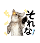 ねこの銀次くん5（個別スタンプ：11）