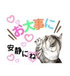 ねこの銀次くん5（個別スタンプ：12）