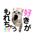 ねこの銀次くん5（個別スタンプ：13）