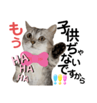 ねこの銀次くん5（個別スタンプ：15）
