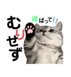 ねこの銀次くん5（個別スタンプ：16）