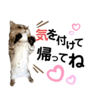 ねこの銀次くん5（個別スタンプ：18）