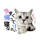 ねこの銀次くん5（個別スタンプ：19）