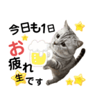 ねこの銀次くん5（個別スタンプ：20）