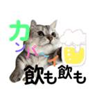 ねこの銀次くん5（個別スタンプ：21）
