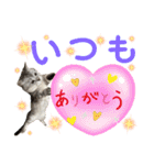 ねこの銀次くん5（個別スタンプ：22）