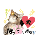 ねこの銀次くん5（個別スタンプ：24）