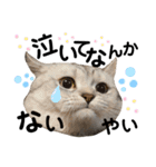 ねこの銀次くん5（個別スタンプ：25）