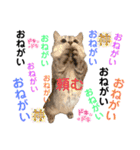 ねこの銀次くん5（個別スタンプ：27）