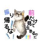 ねこの銀次くん5（個別スタンプ：29）