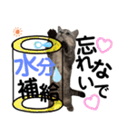 ねこの銀次くん5（個別スタンプ：30）