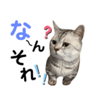 ねこの銀次くん5（個別スタンプ：31）