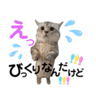 ねこの銀次くん5（個別スタンプ：33）