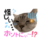 ねこの銀次くん5（個別スタンプ：37）