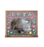 犬のいーちゃん（個別スタンプ：6）