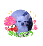 犬のいーちゃん（個別スタンプ：15）