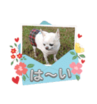 犬のいーちゃん（個別スタンプ：19）