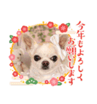 犬のいーちゃん（個別スタンプ：23）