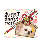 犬のいーちゃん（個別スタンプ：25）