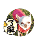 犬のいーちゃん（個別スタンプ：29）