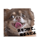ゆめちゃんスタンプ3だよ（個別スタンプ：19）