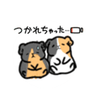 モルモット達の日常スタンプ！（個別スタンプ：17）