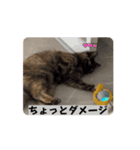 もきねこスタンプ（個別スタンプ：5）