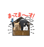 動く！コナ＆フクスタンプ①（個別スタンプ：16）