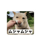 気まぐれ犬 ラヴィちゃんの日常GIFスタンプ（個別スタンプ：13）