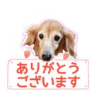 ミニチュアダックスフンド・ベリーの日常（個別スタンプ：1）