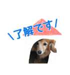 ミニチュアダックスフンド・ベリーの日常（個別スタンプ：2）