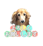 ミニチュアダックスフンド・ベリーの日常（個別スタンプ：4）