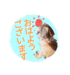 ミニチュアダックスフンド・ベリーの日常（個別スタンプ：5）